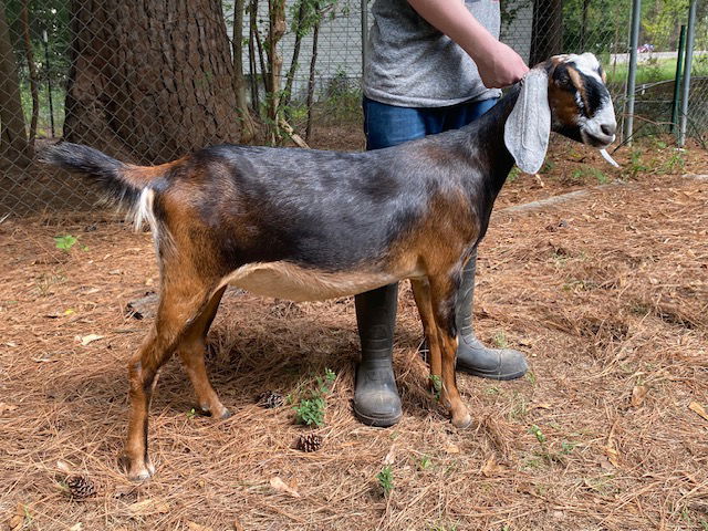 Goldthwaite Lil-Miss Whiskey