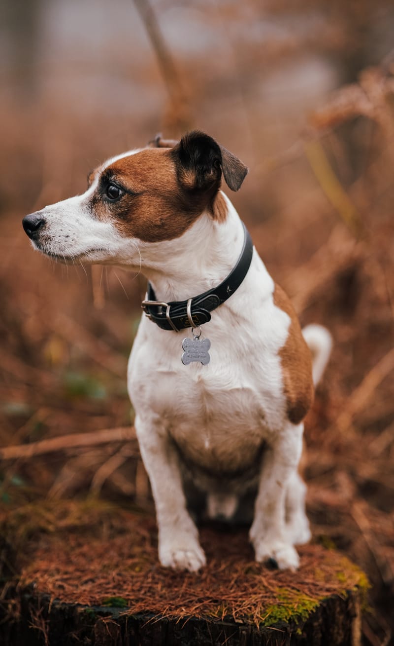 der beste Freund des Menschen