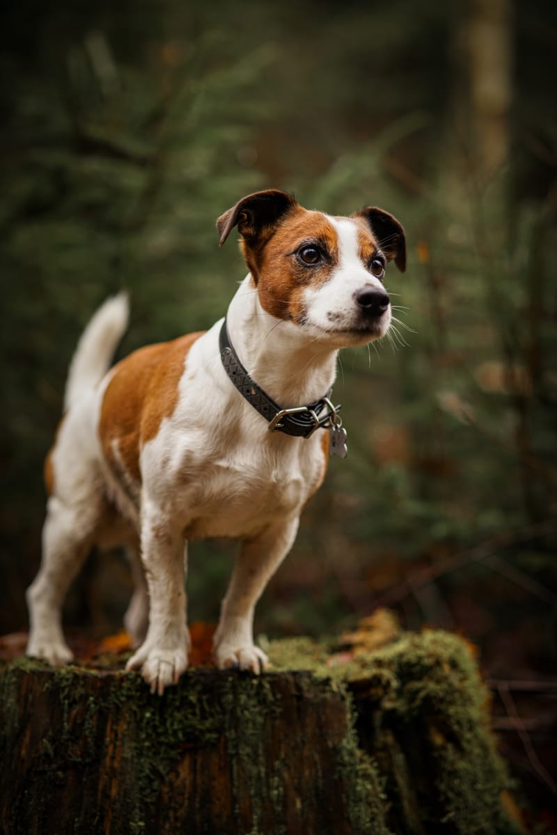 der beste Freund des Menschen