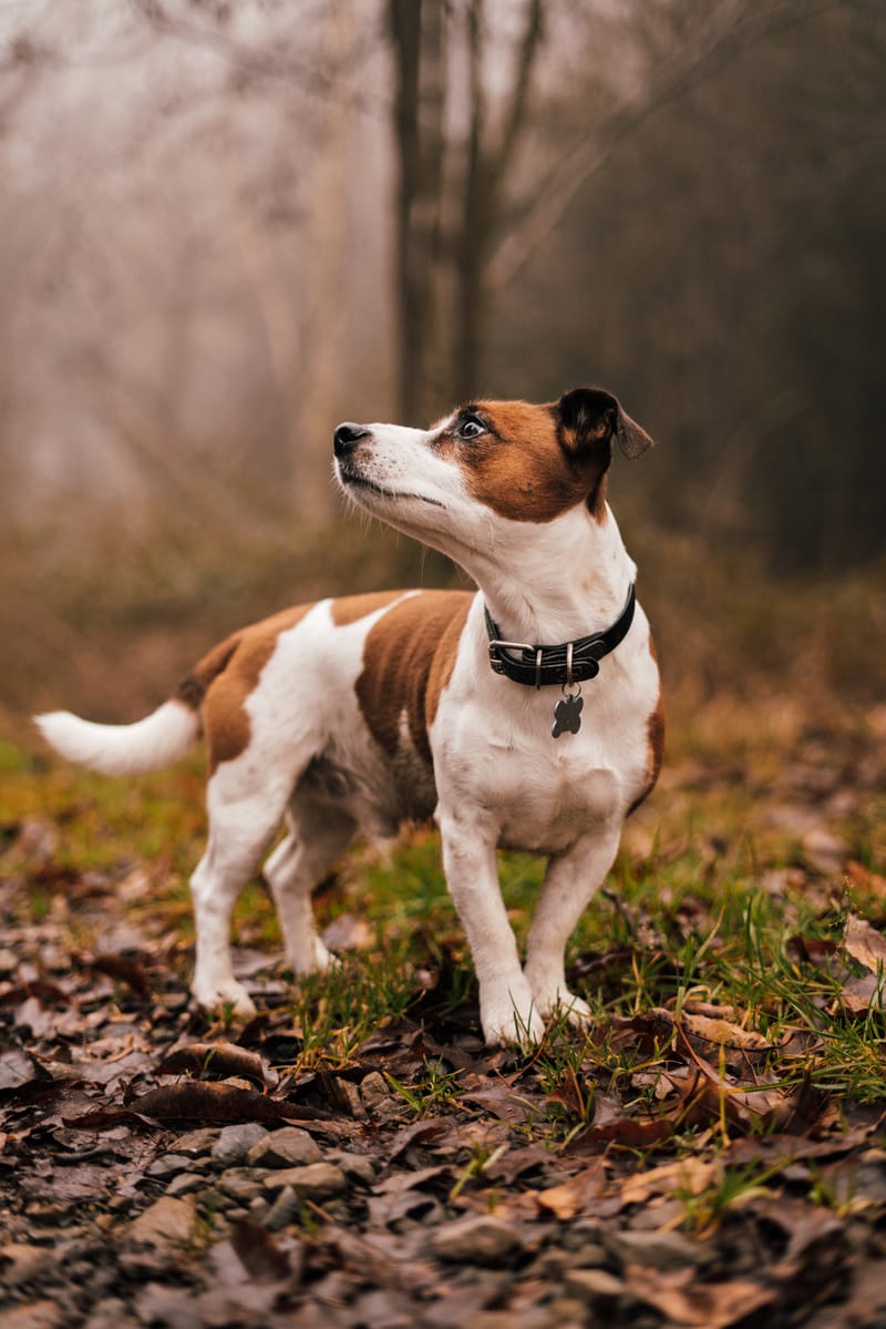 der beste Freund des Menschen