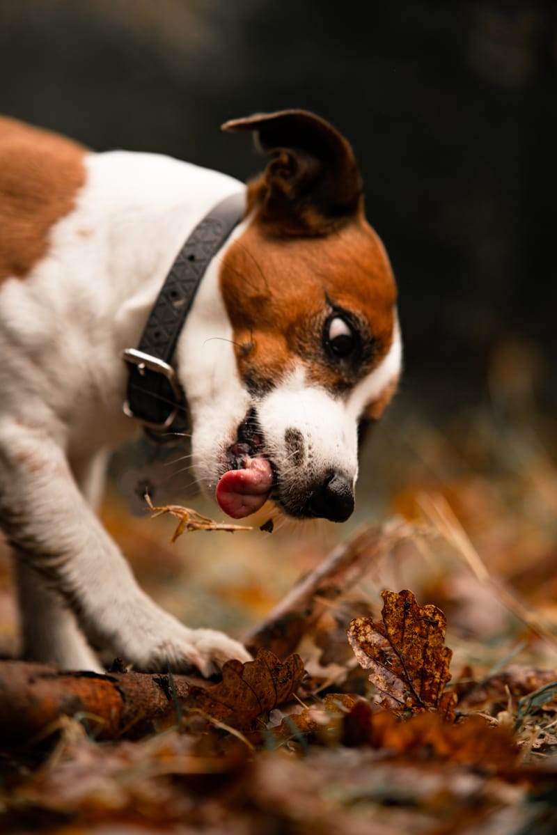 der beste Freund des Menschen