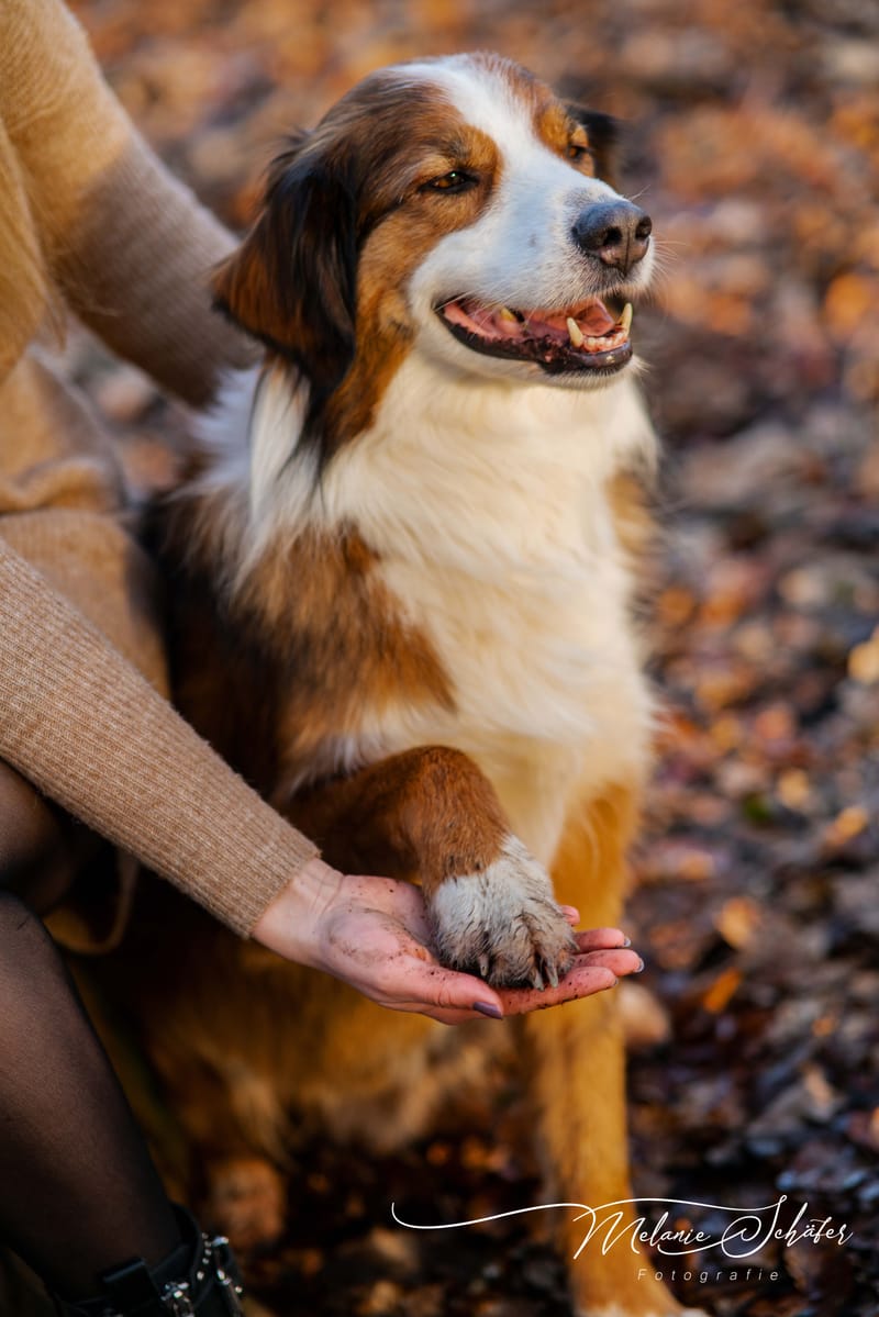 der beste Freund des Menschen