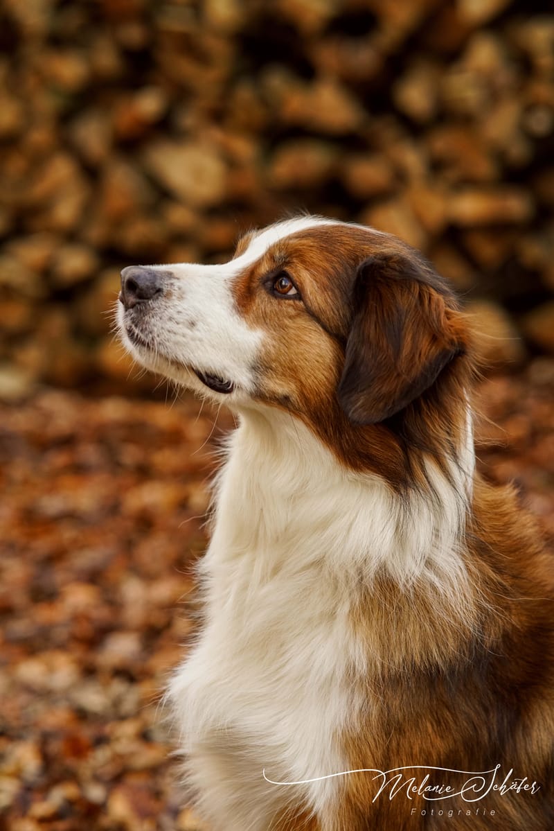 der beste Freund des Menschen