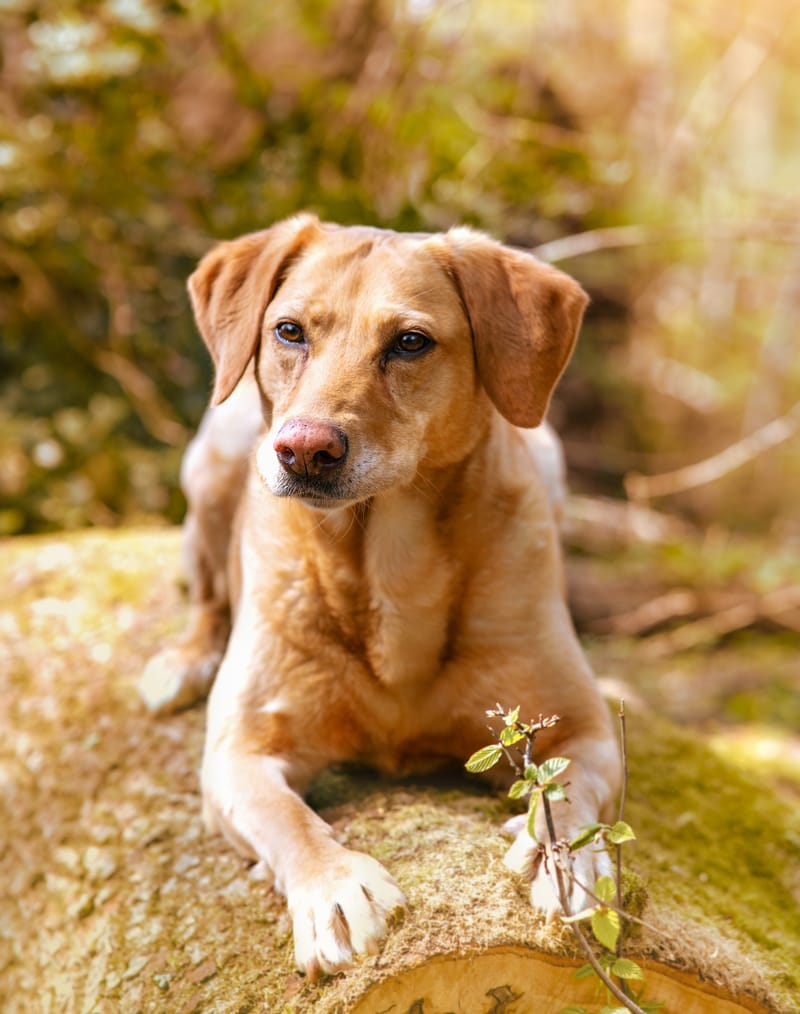 der beste Freund des Menschen