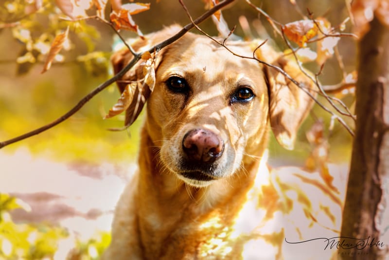 der beste Freund des Menschen