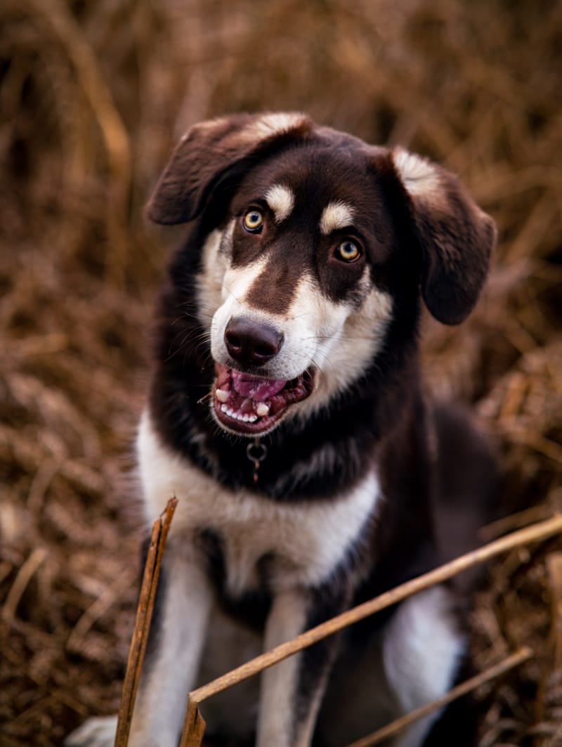 der beste Freund des Menschen