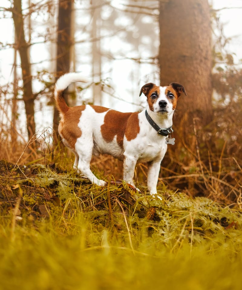 der beste Freund des Menschen