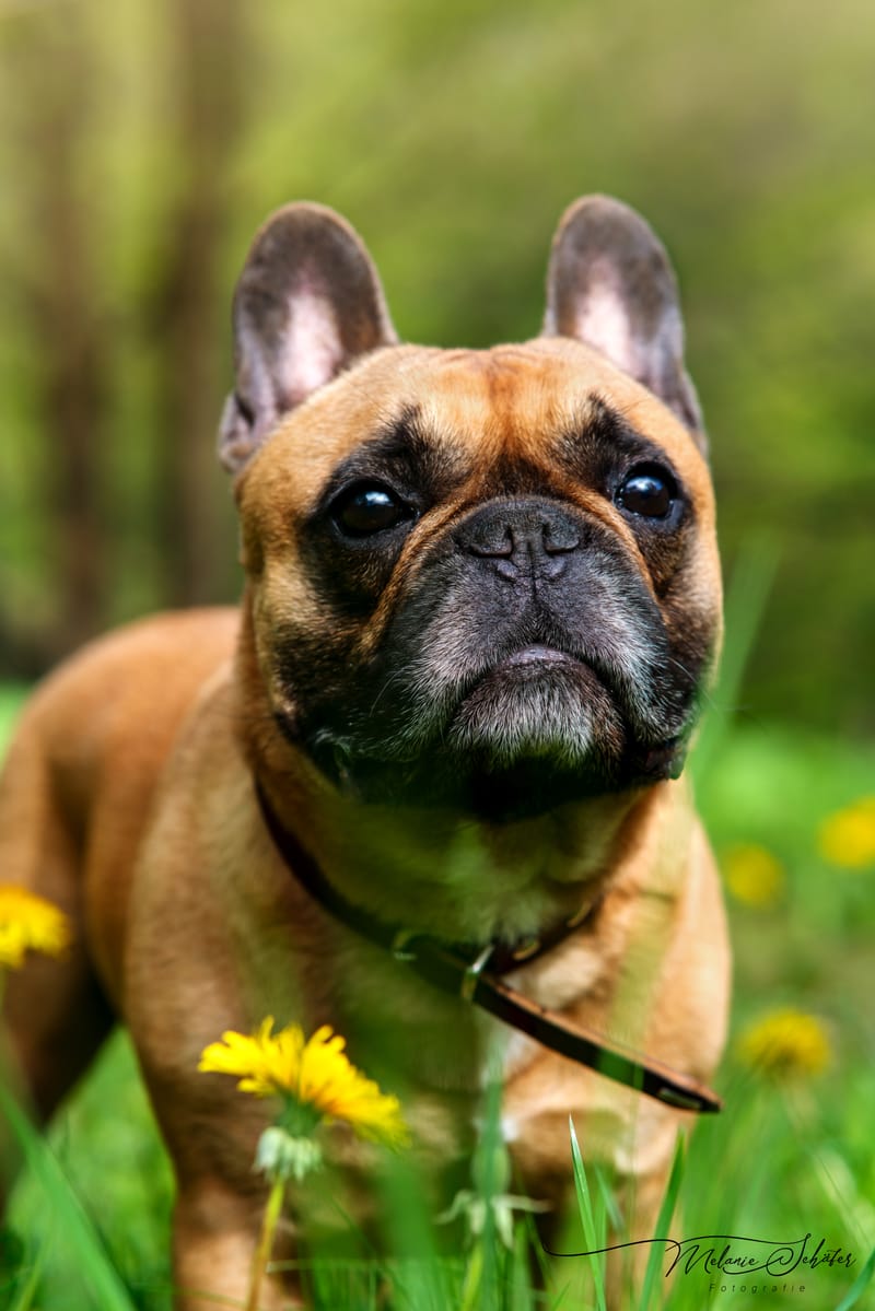 der beste Freund des Menschen