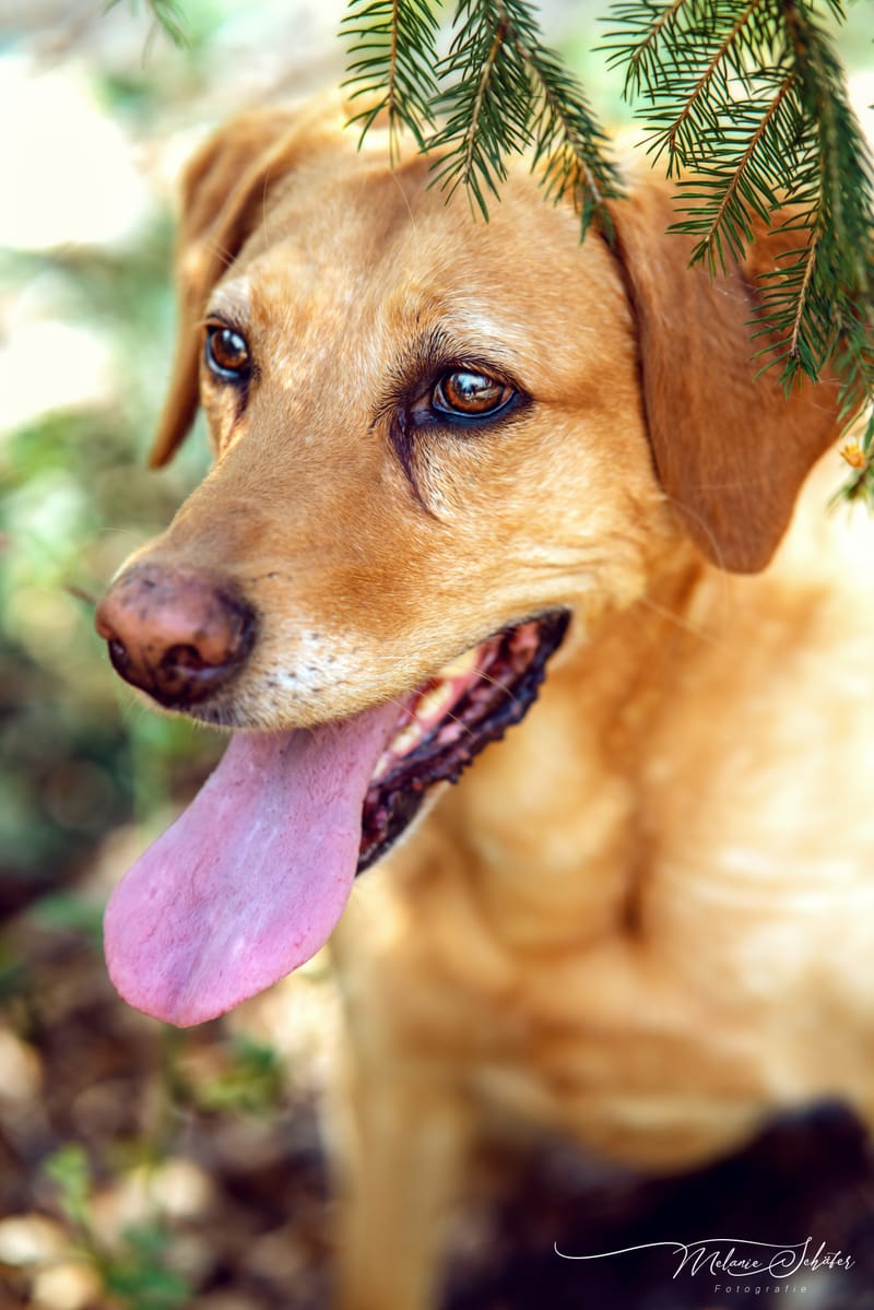 der beste Freund des Menschen