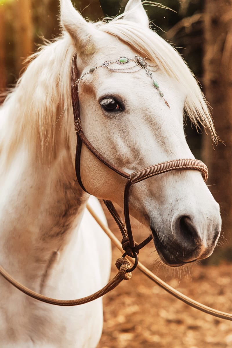 der beste Freund des Menschen