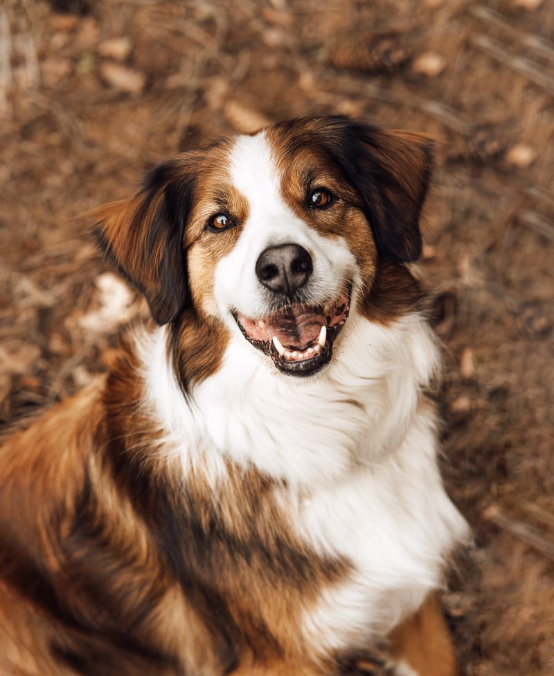 der beste Freund des Menschen