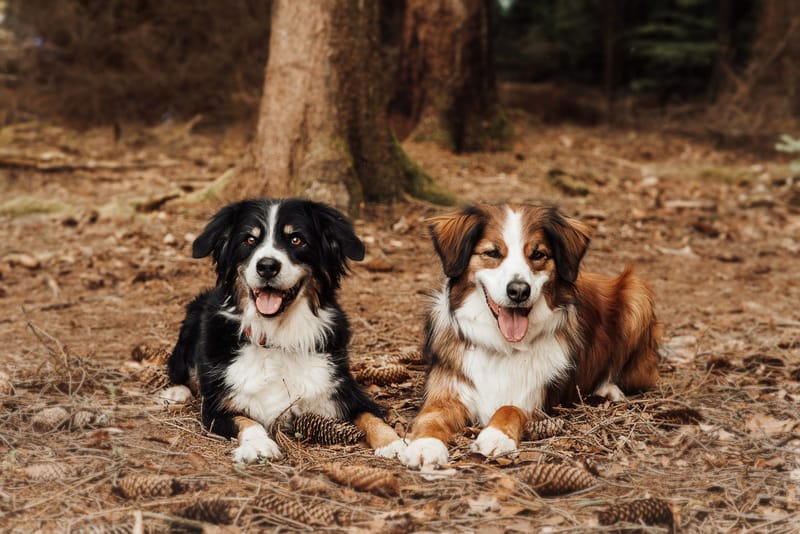 der beste Freund des Menschen