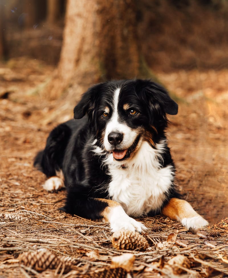 der beste Freund des Menschen