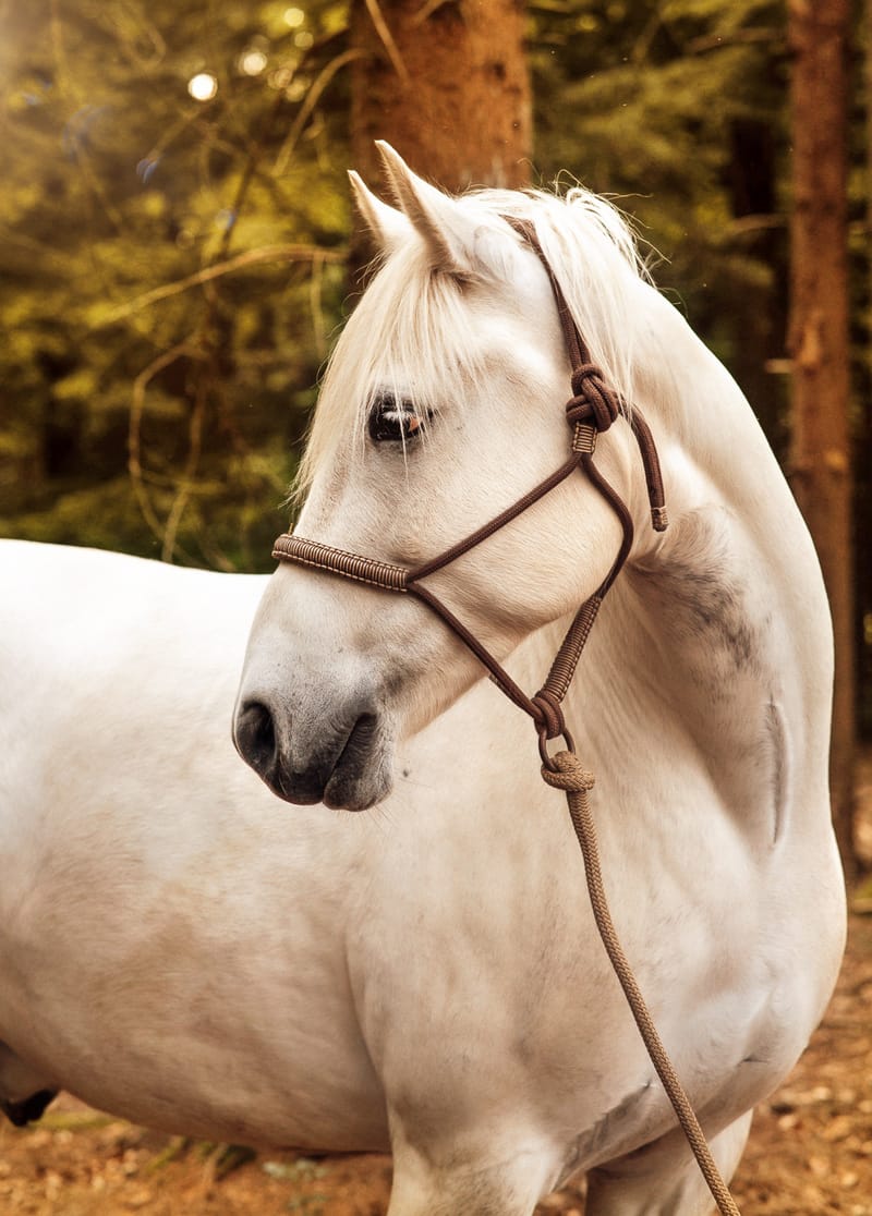 der beste Freund des Menschen