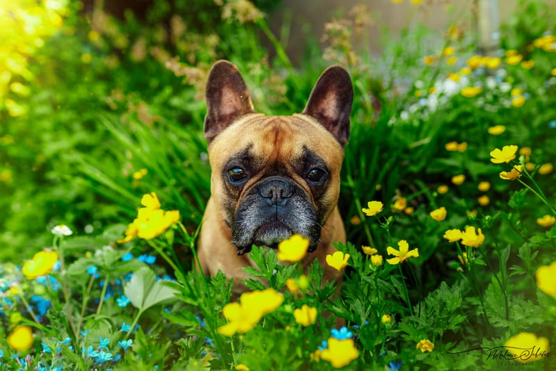 der beste Freund des Menschen