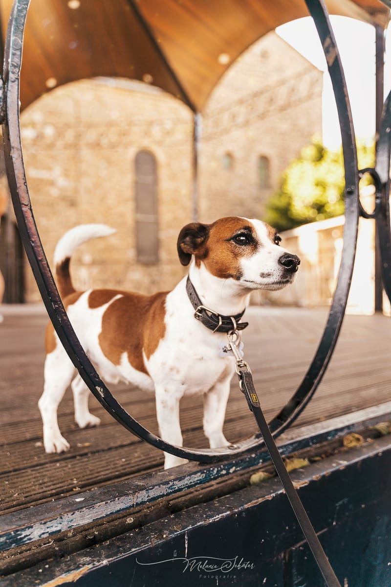 der beste Freund des Menschen