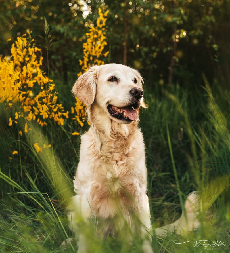 der beste Freund des Menschen