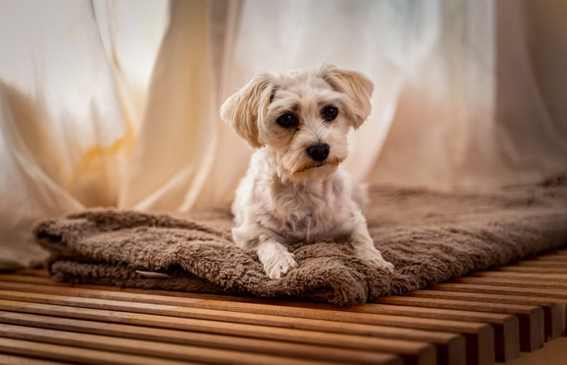 der beste Freund des Menschen