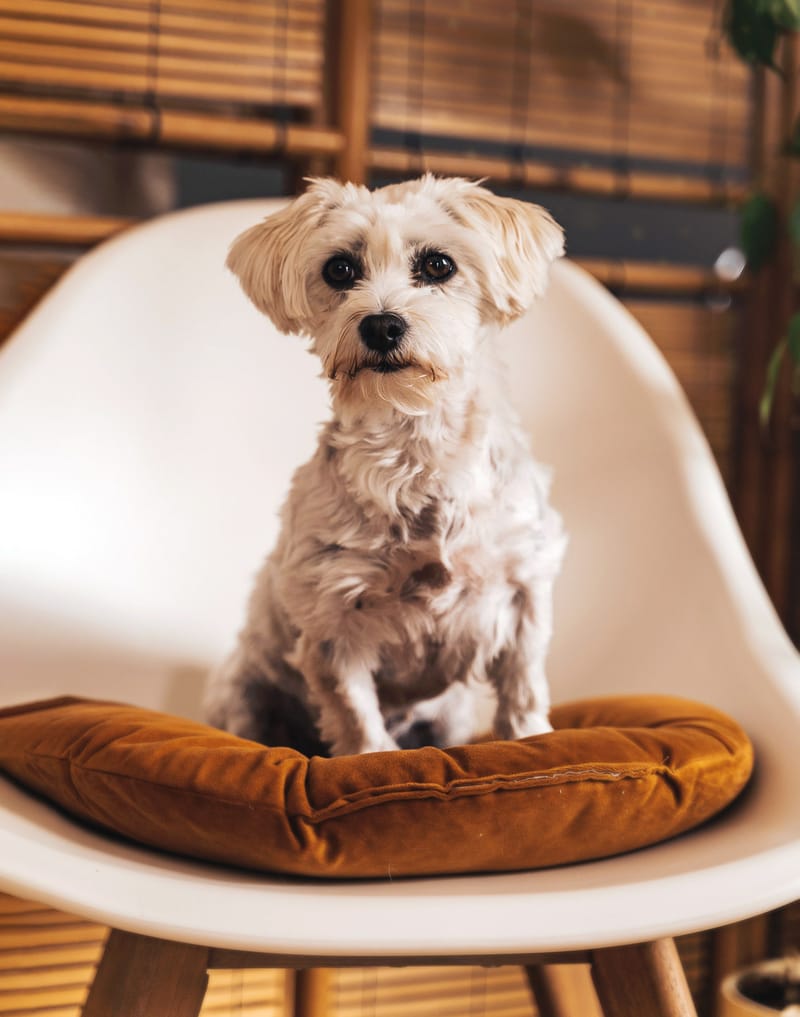 der beste Freund des Menschen