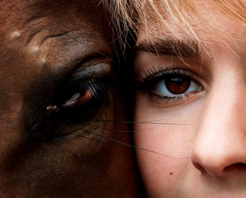 der beste Freund des Menschen