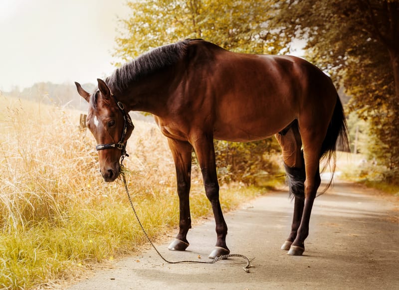 der beste Freund des Menschen