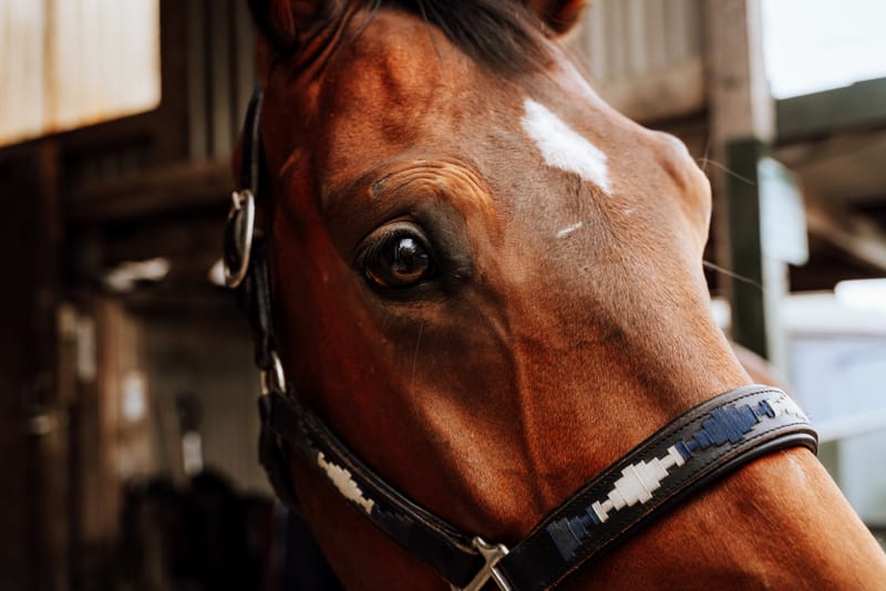 der beste Freund des Menschen