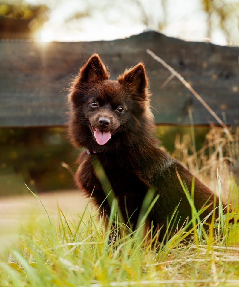 der beste Freund des Menschen