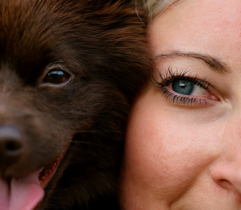 der beste Freund des Menschen