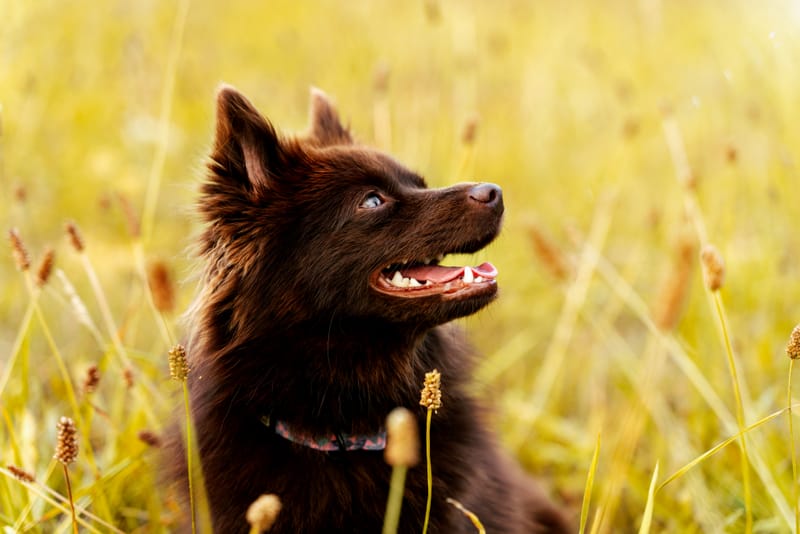 der beste Freund des Menschen