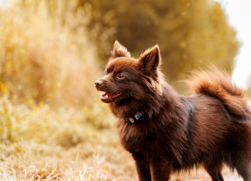 der beste Freund des Menschen