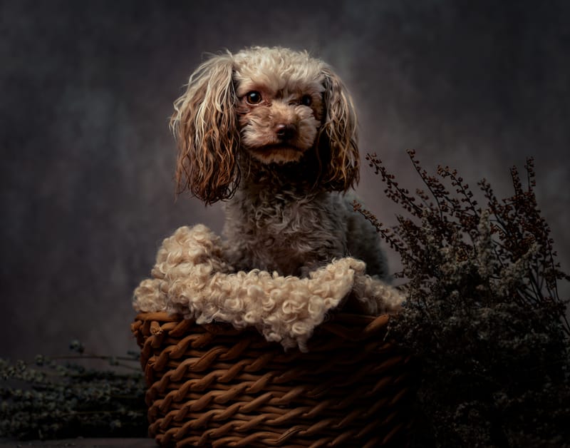 der beste Freund des Menschen