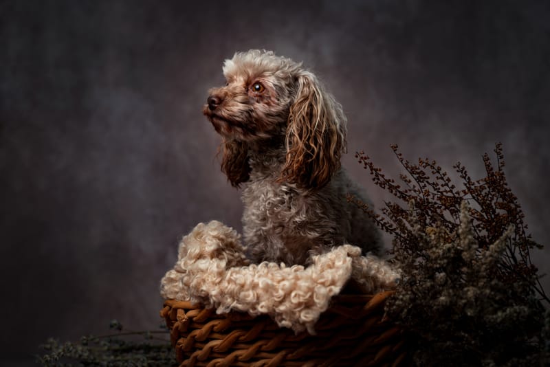 der beste Freund des Menschen