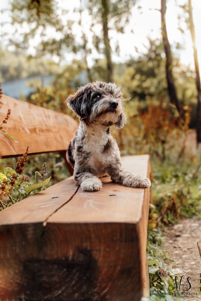 der beste Freund des Menschen