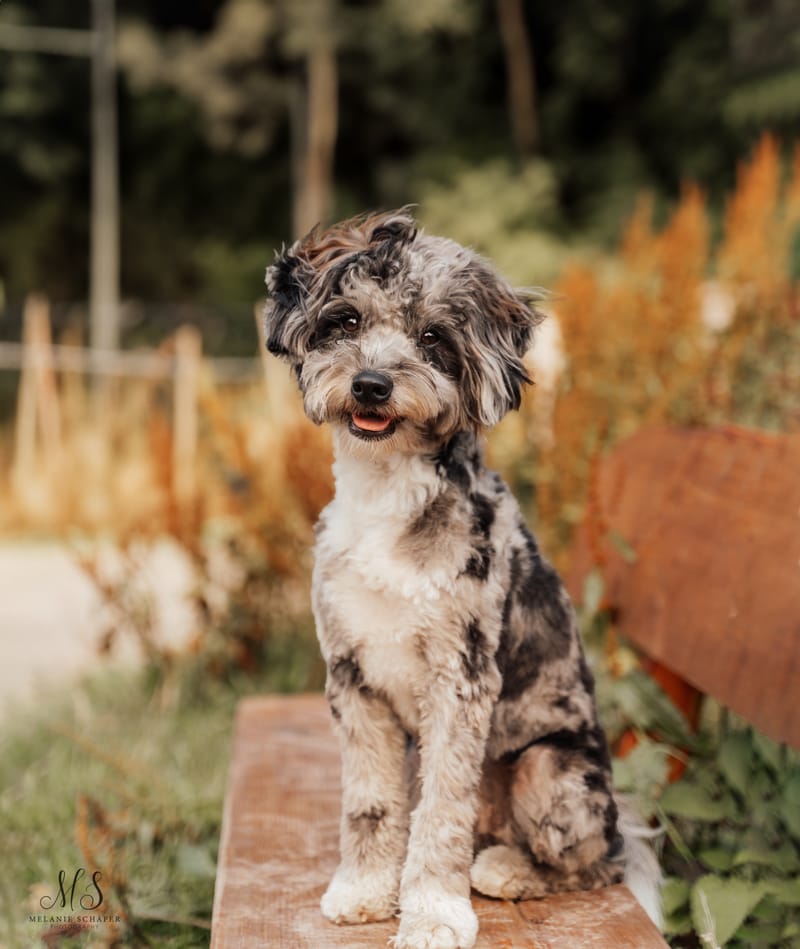 der beste Freund des Menschen