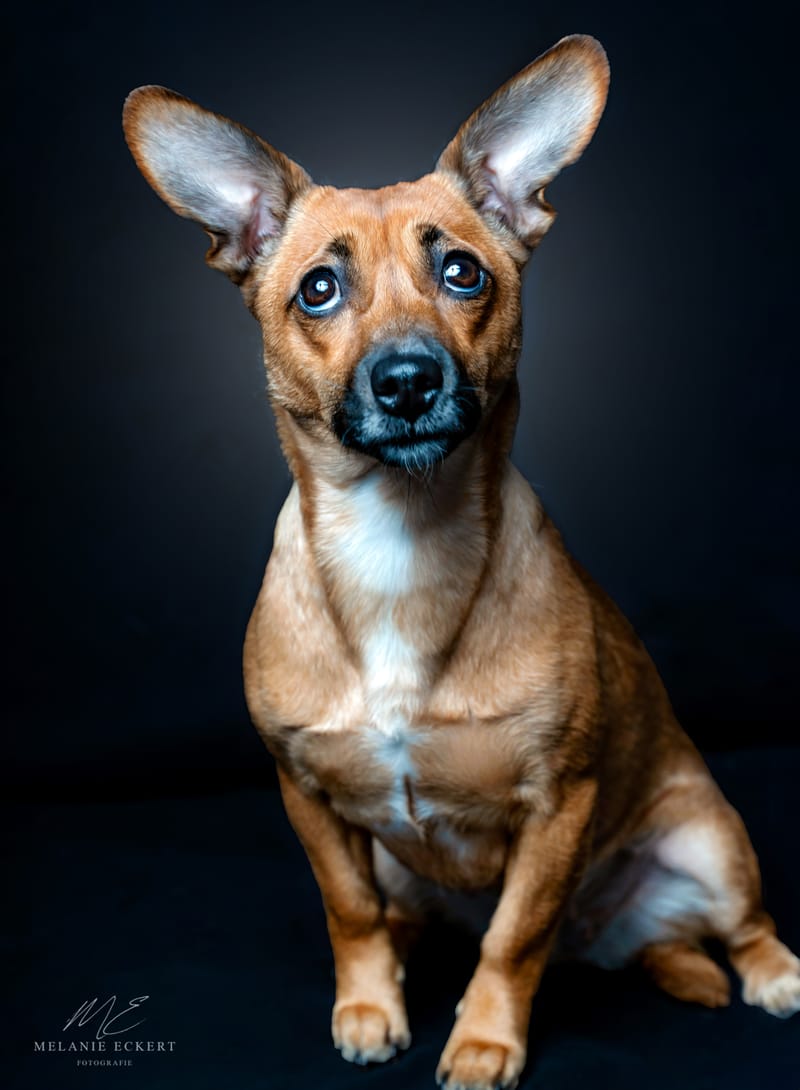 der beste Freund des Menschen