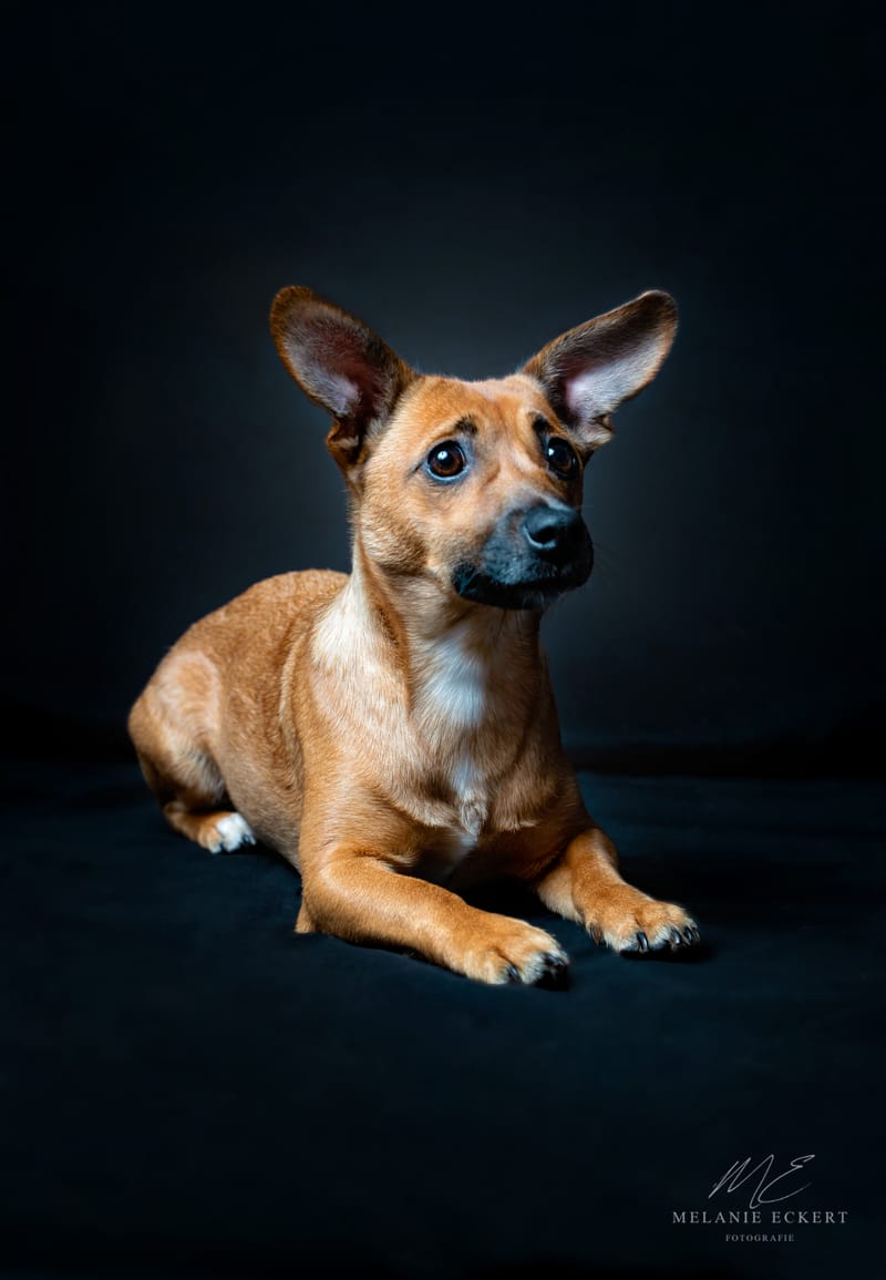 der beste Freund des Menschen