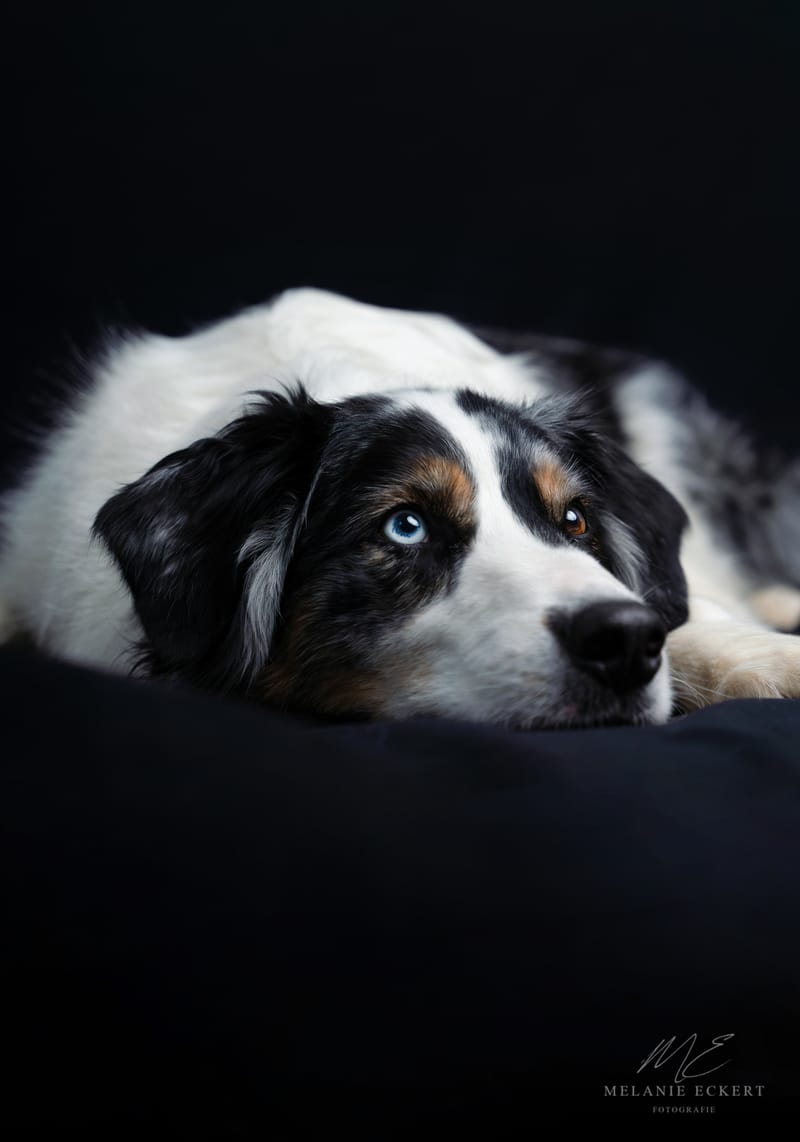 der beste Freund des Menschen