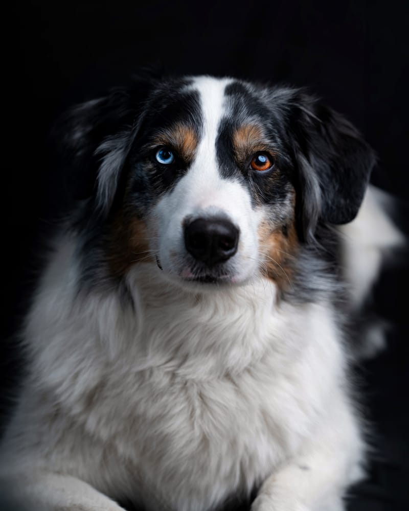 der beste Freund des Menschen