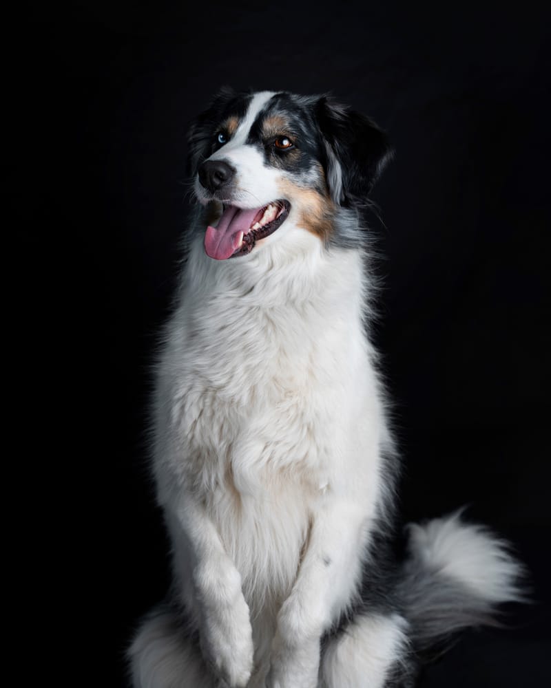 der beste Freund des Menschen