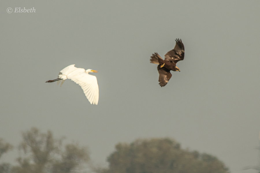Bruine kiekendief met grote zilverreiger