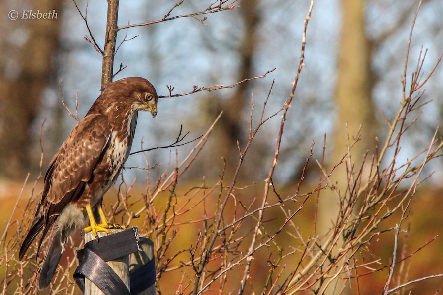 Buizerd