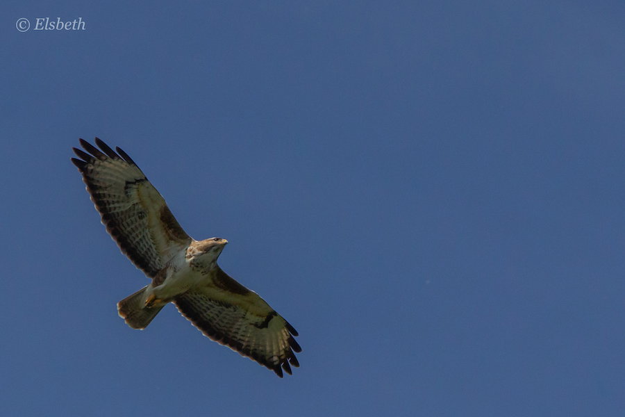 Buizerd