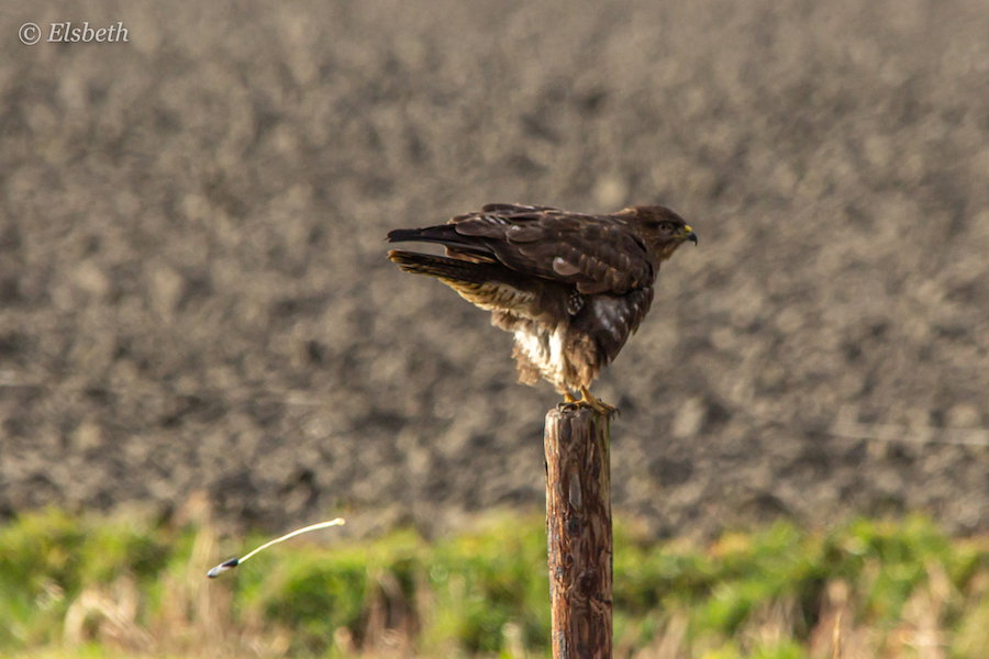 Buizerd
