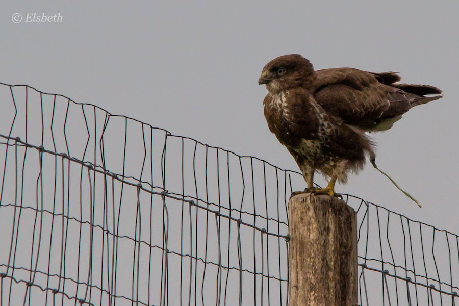 Buizerd