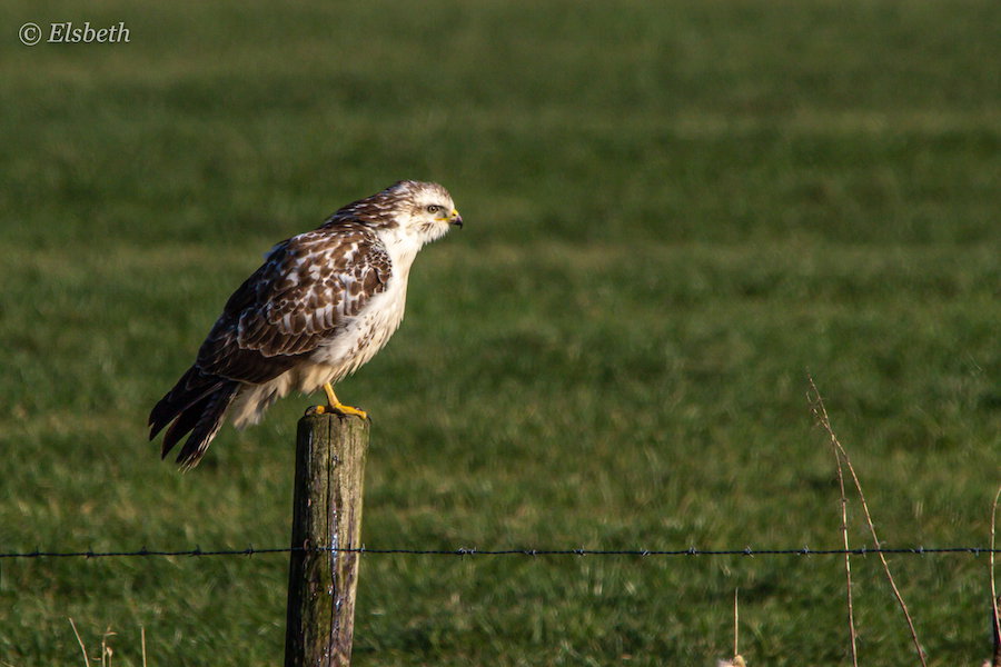 Buizerd