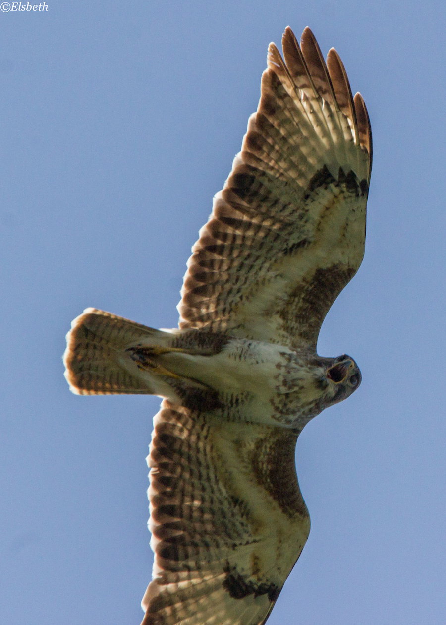 Buizerd