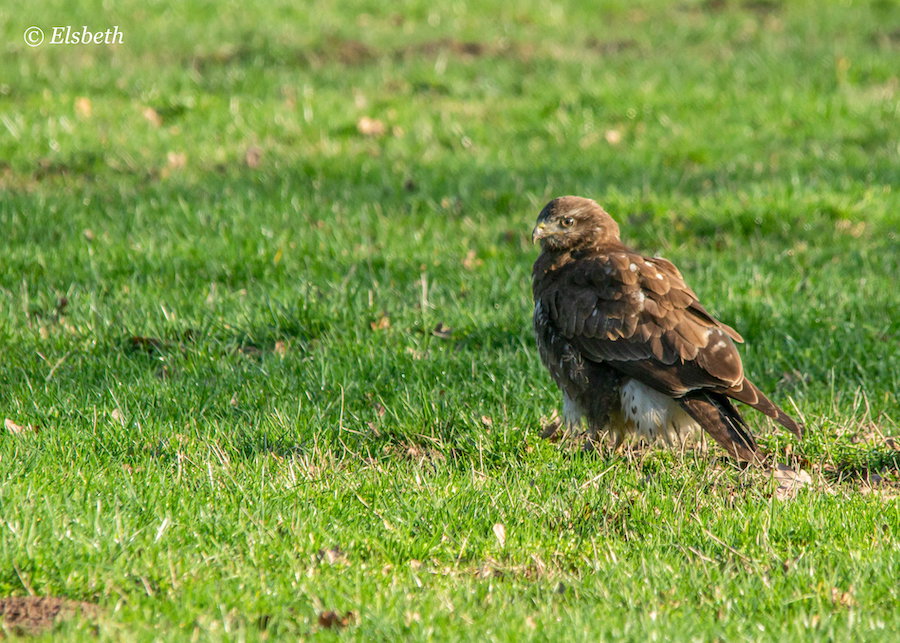 Buizerd