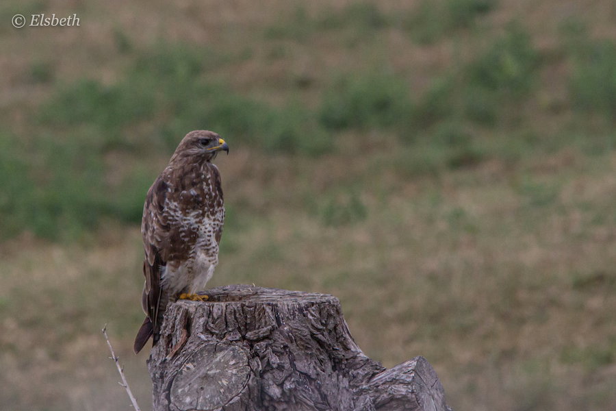 Buizerd