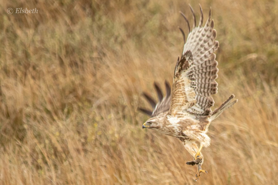 Buizerd