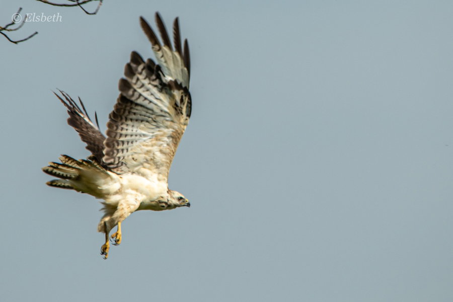 Buizerd